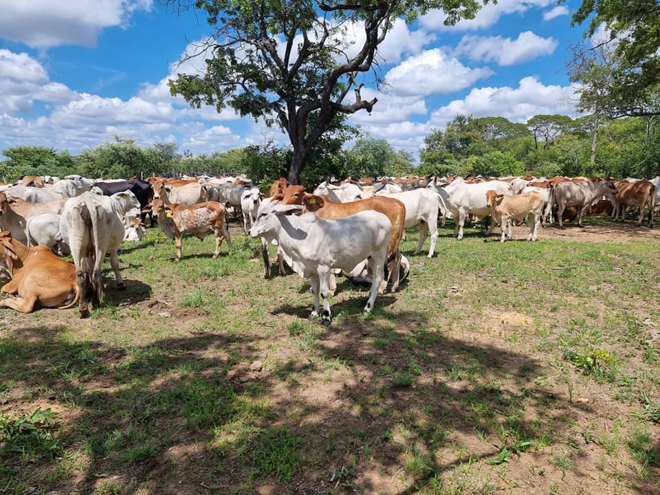 mudzamba cattle ranches