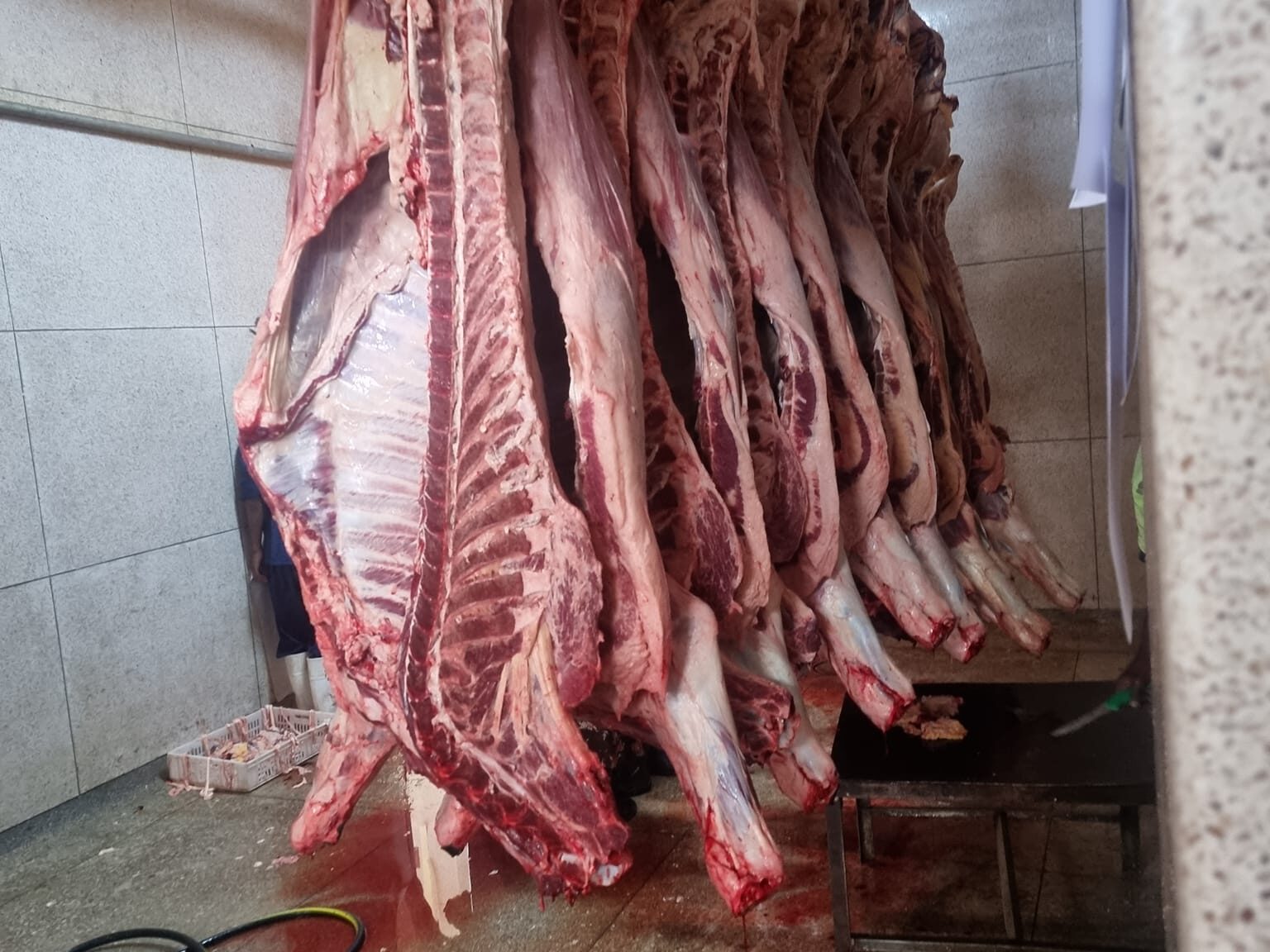 Mudzamba Cattle Ranches