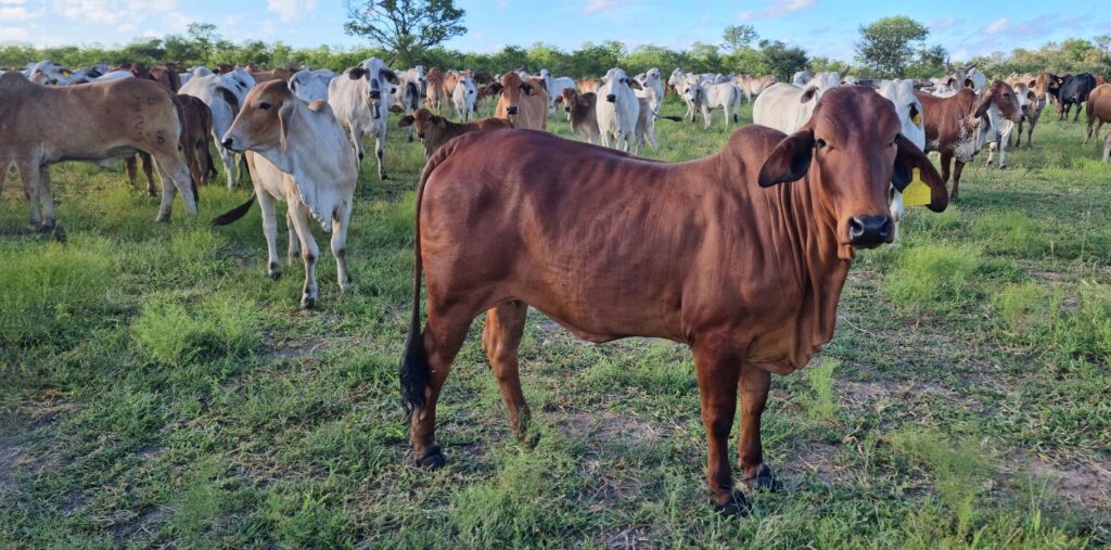 Mudzamba cattle ranches