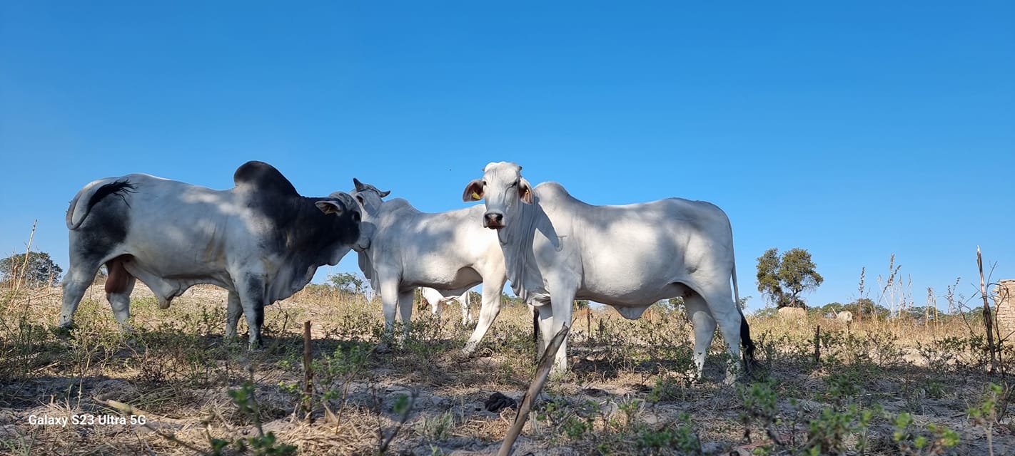 beef cattle management vaccination calendar in Zimbabwe